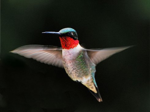 角蜂鸟(动物)_技点百科