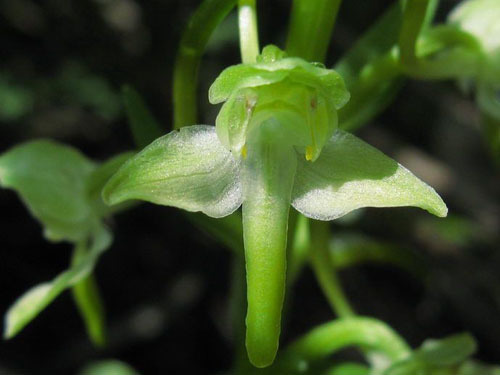 舌唇兰(植物)