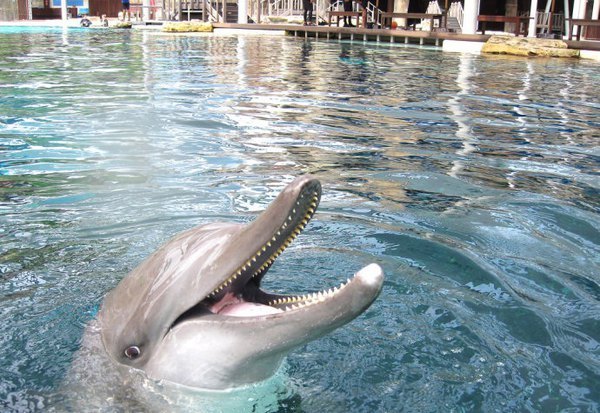 沙劳越海豚(动物)沙劳越海豚(学名:lagenodelphishosei),别名沙漏海豚