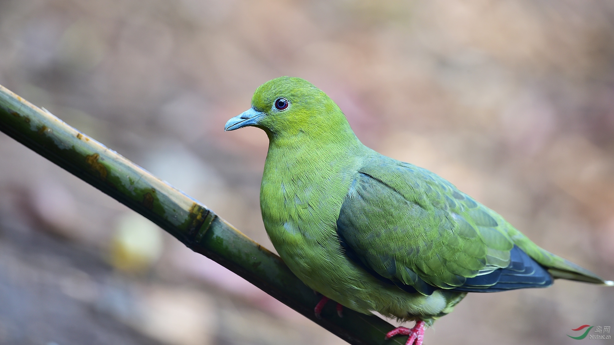 楔尾绿鸠指名亚种 (动物)