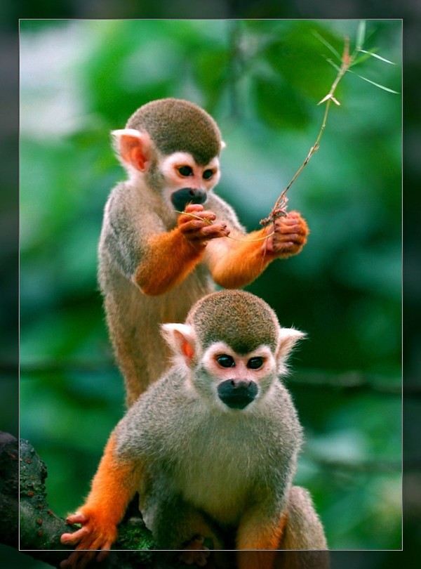 卷毛蜘蛛猴动物