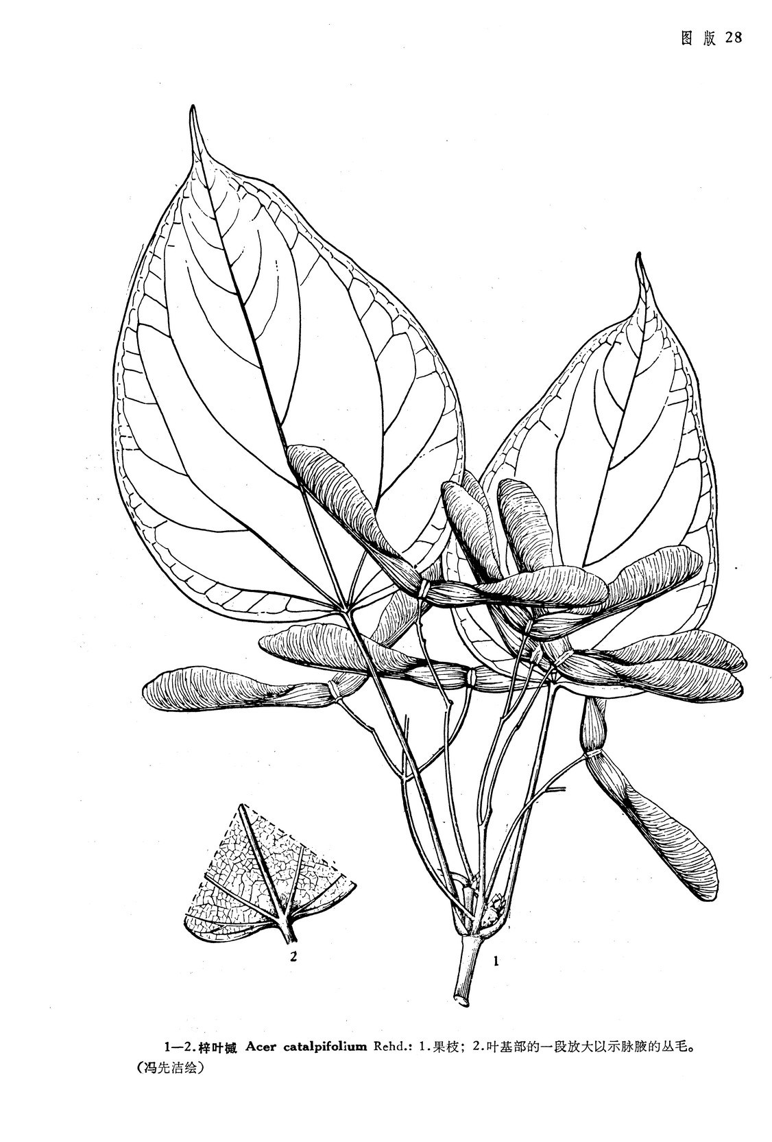 梓叶槭(植物)_技点百科