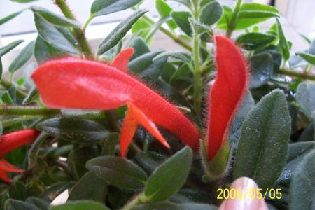 吊金鱼 (其他生物相关)