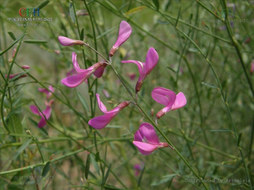 山竹岩黄芪(植物)