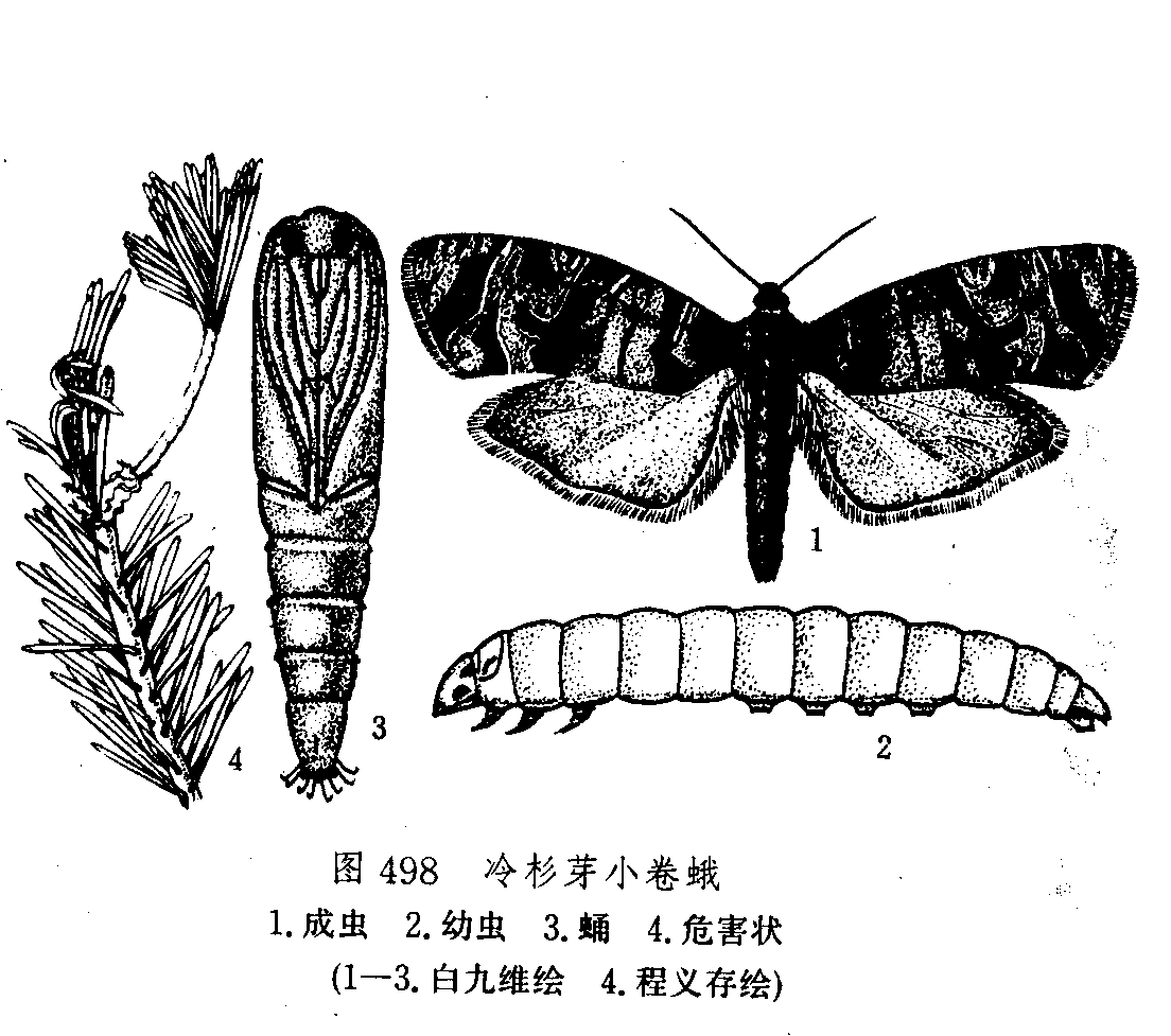 冷杉芽小卷蛾 (动物)