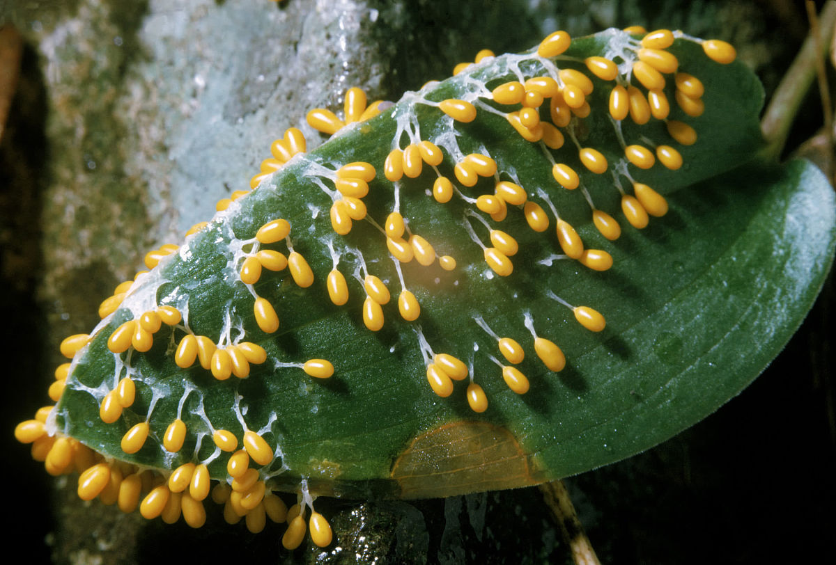 黏菌(其他生物相关)