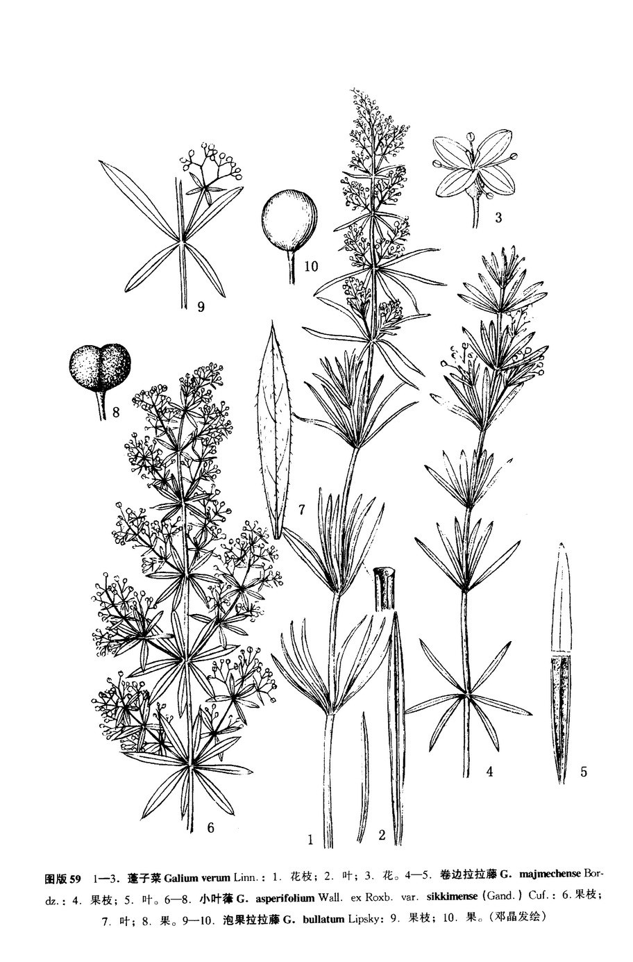 匍匐茎,攀缘茎,缠绕茎,大部分植物是直立茎生长,比如树木