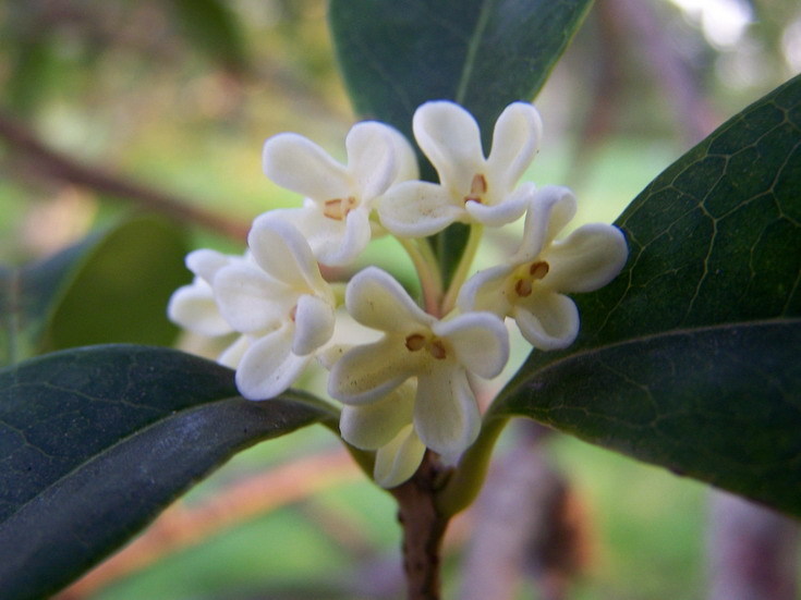 宁波木犀(植物)_技点百科