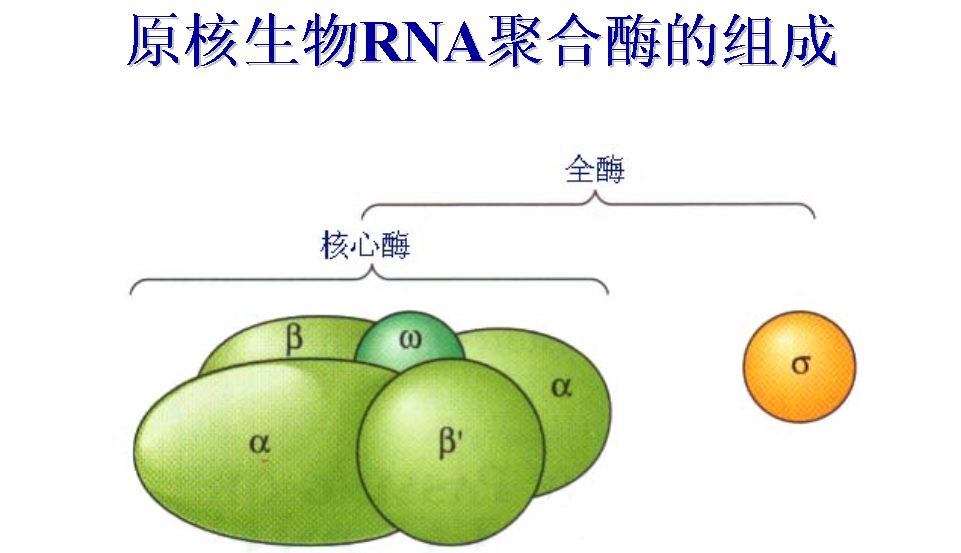 分子生物学领域