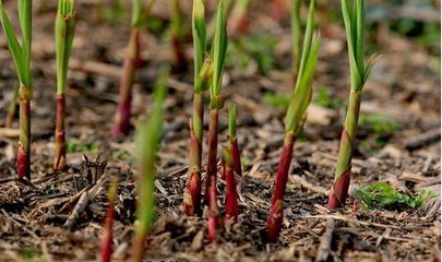 荻笋为荻苇之嫩茎,俗称柴笋或芦笋.