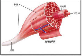 生物骨骼肌结构图图片