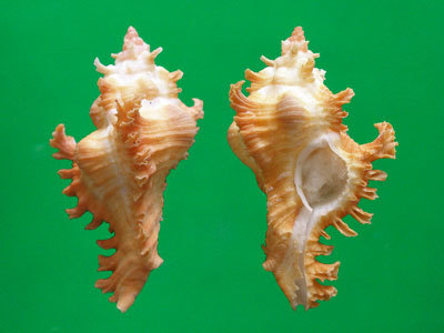 番红花千手螺 (动物)