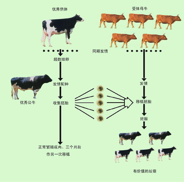 冲卵动物