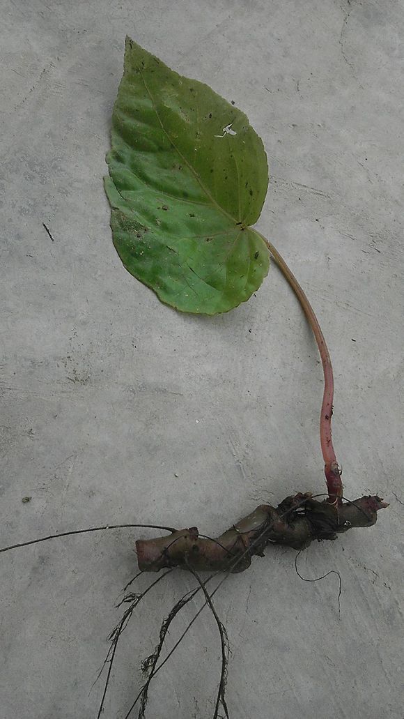 大叶半边莲(植物)