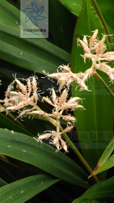 花葶薹草(植物)_技点百科