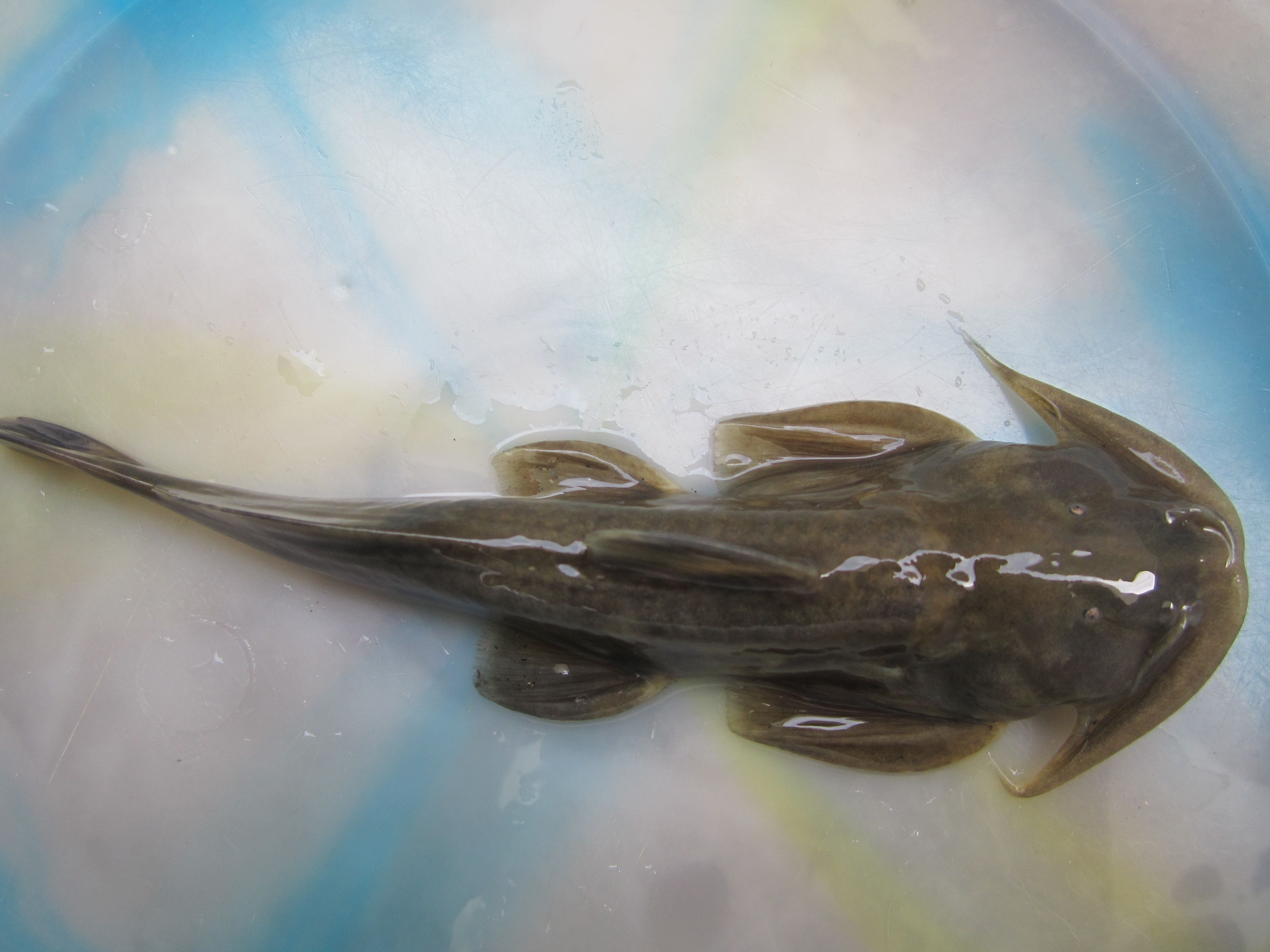 平唇鮡(其他生物相关)为鮡科平唇鮡属的鱼类,在中国,分布于雅鲁藏布江