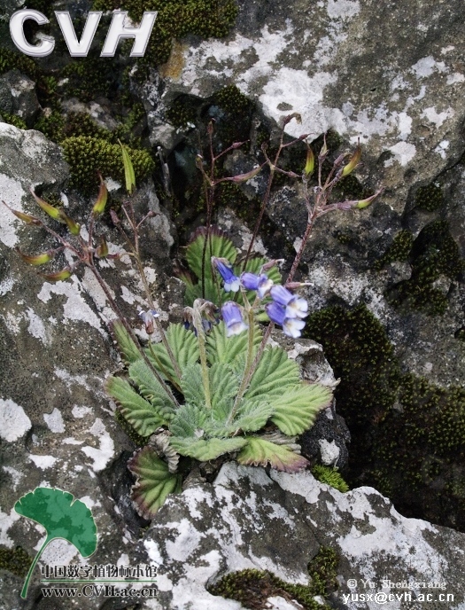 泡状珊瑚苣苔 (植物)