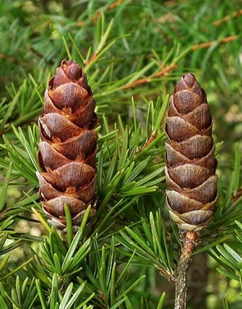 长苞铁杉(植物)