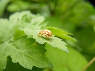 白斑褐瓢虫(动物)
