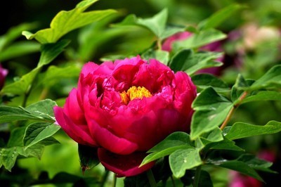 牡丹(其他)这首《牡丹》诗用"情重更斟情"的手法,把花人之间的感情