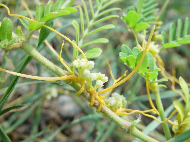菟丝子(植物)
