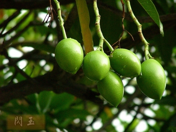 (中醫學與中藥學)牛心茄子出處《綱目》,為夾竹桃科植物海杧果的種仁