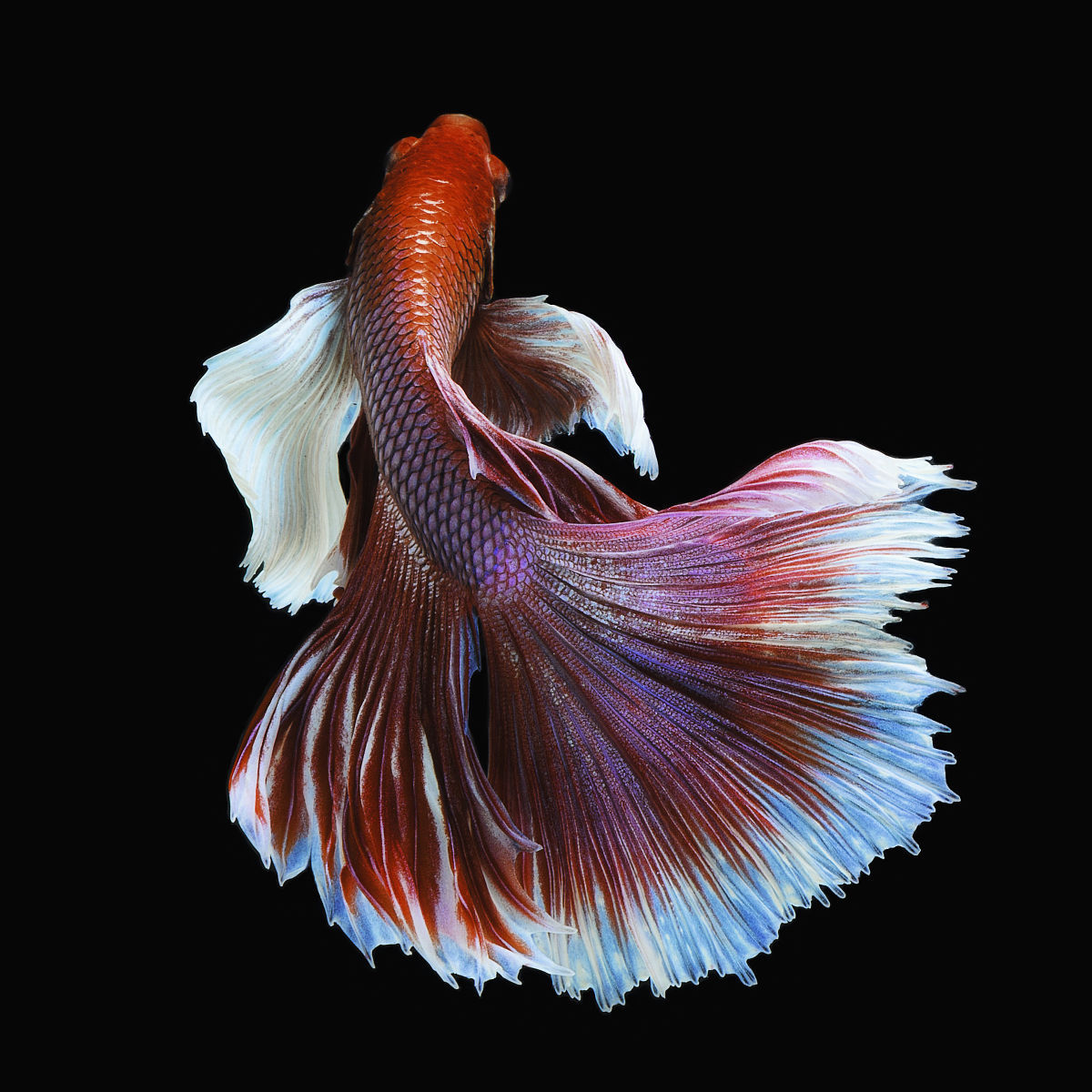 半月斗鱼 (动物)