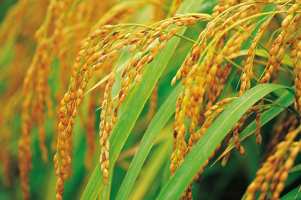 水稻（植物 | 农作物）