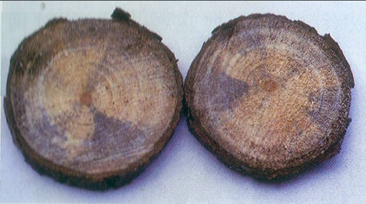 蓝变(其他生物相关)蓝变是指木材因含水率,碳水化合物(淀粉和单糖)等