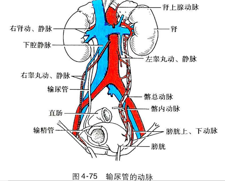 输尿管中段图片