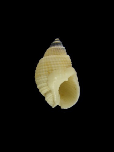 黑顶织纹螺 (动物)