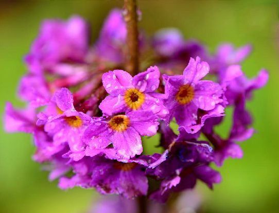 川东灯台报春(植物)