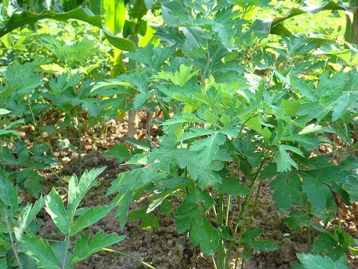 前胡(植物)