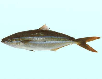 纺锤鰤(其他生物相关)