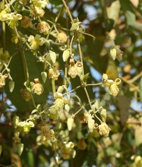 毛木通 (中医学与中药学)