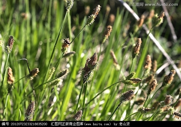 丛苔草(植物)_技点百科_技点网(植物)