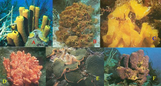 海绵动物 (动物)