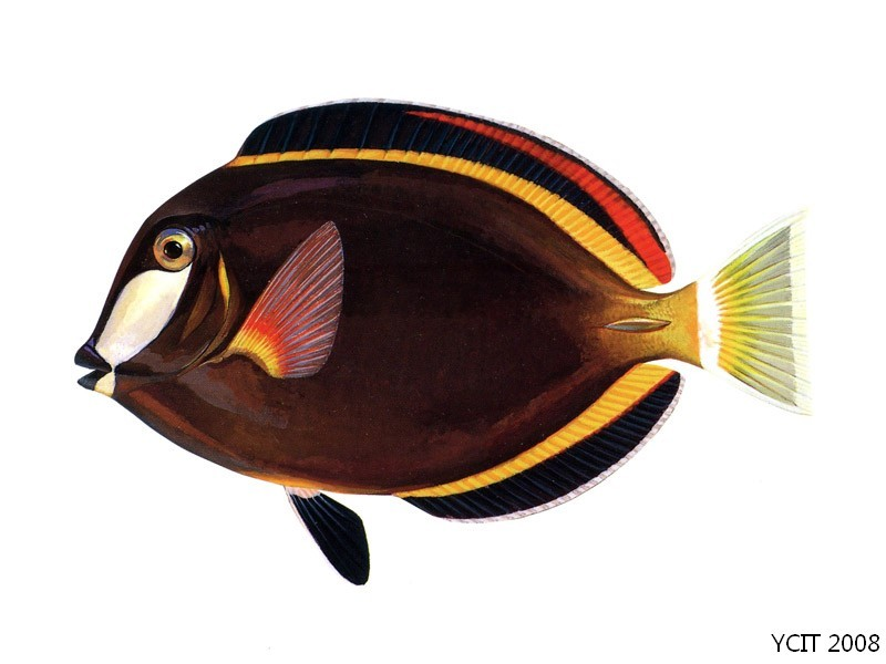 灰额刺尾鱼(动物)