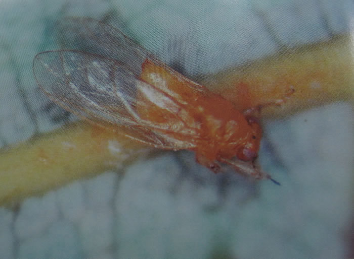 以若虫刺吸叶片汁液,受害后叶片出现黄绿色椭圆形小突起,随着虫龄增长