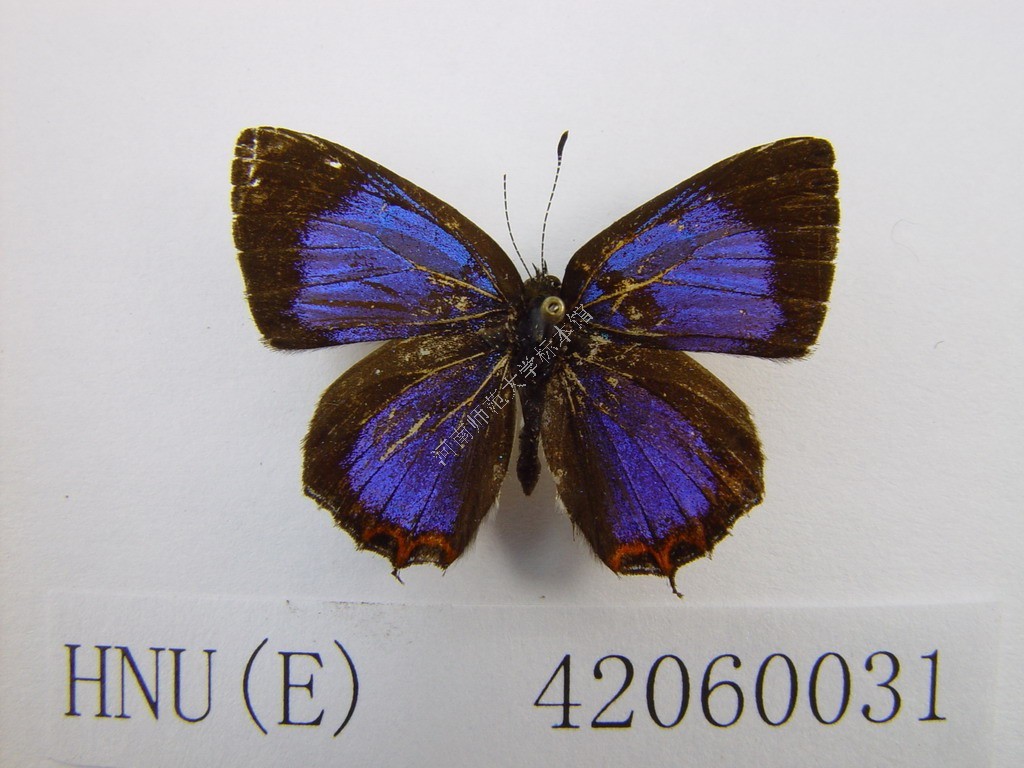 摩来彩灰蝶其他生物相关