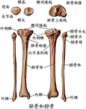 腓骨骨骼