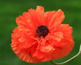 橙色重瓣罂粟 (植物)