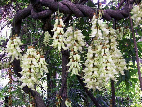 油麻藤植物