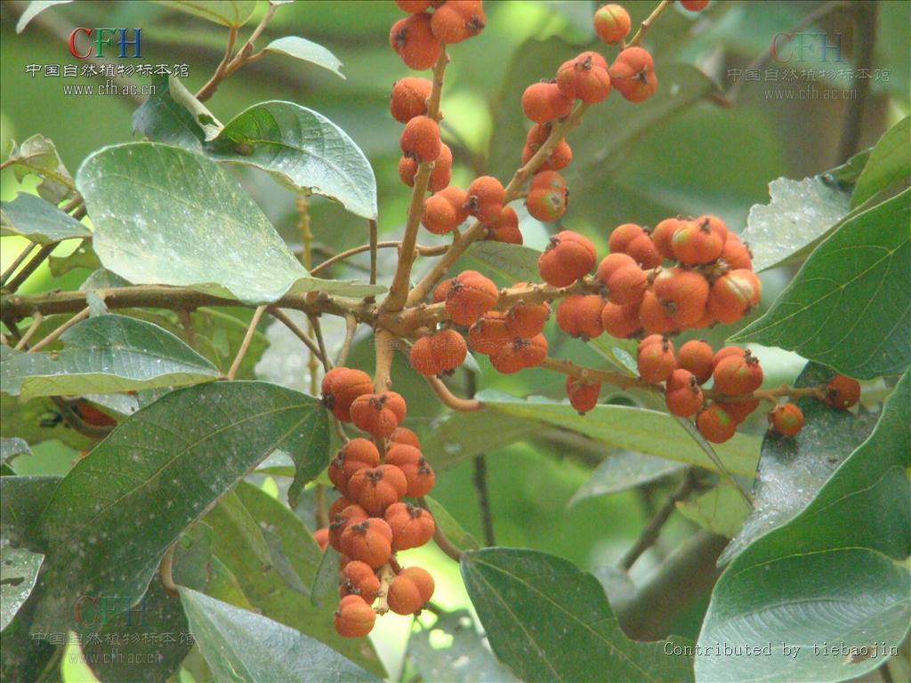 粗糠柴(植物)