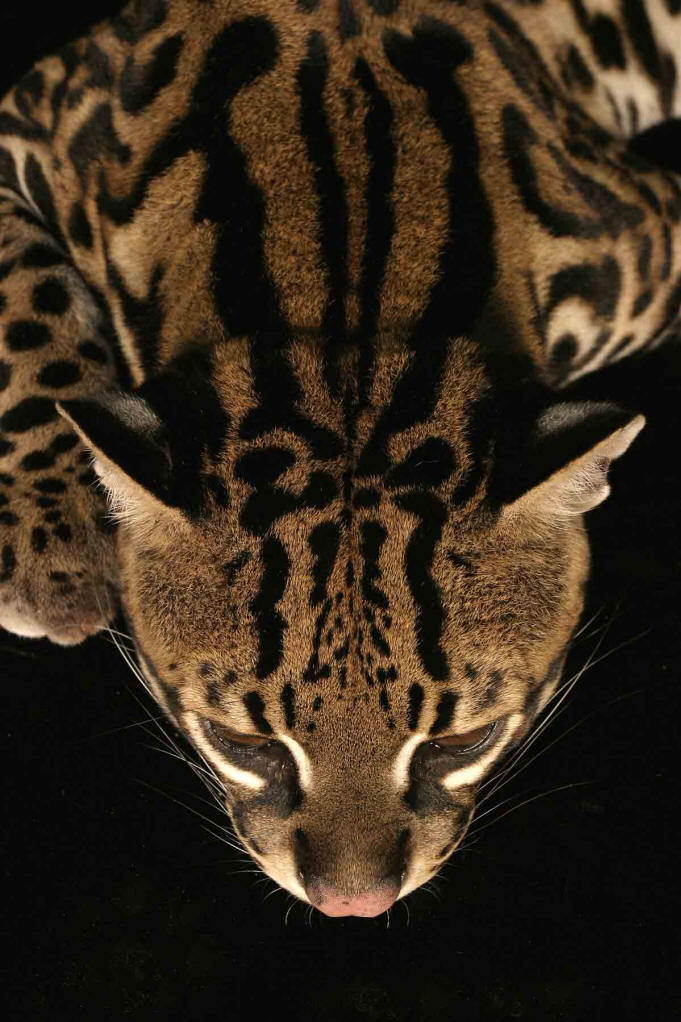 豹猫华东亚种动物