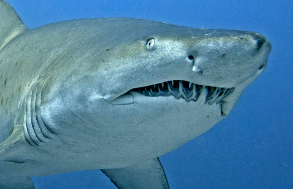 沙虎鲨(动物)