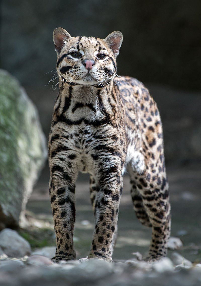 虎猫属(动物)虎猫属(学名:leopardus)是由生长于