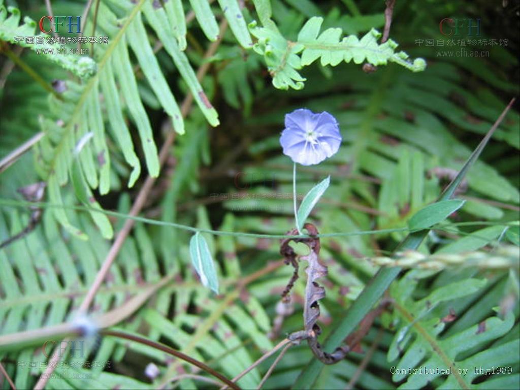 土丁桂,别名:毛辣花,白鸽草,白毛将,白头妹,过饥草,毛将军,银花草,暴