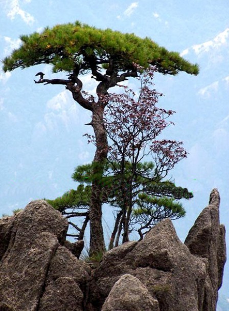 接引松黄山十大名松之一,接引松所在的名景区始信峰三面临壑.