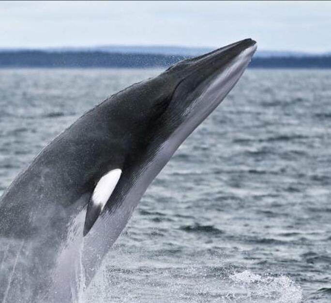 缟鳁鲸图片